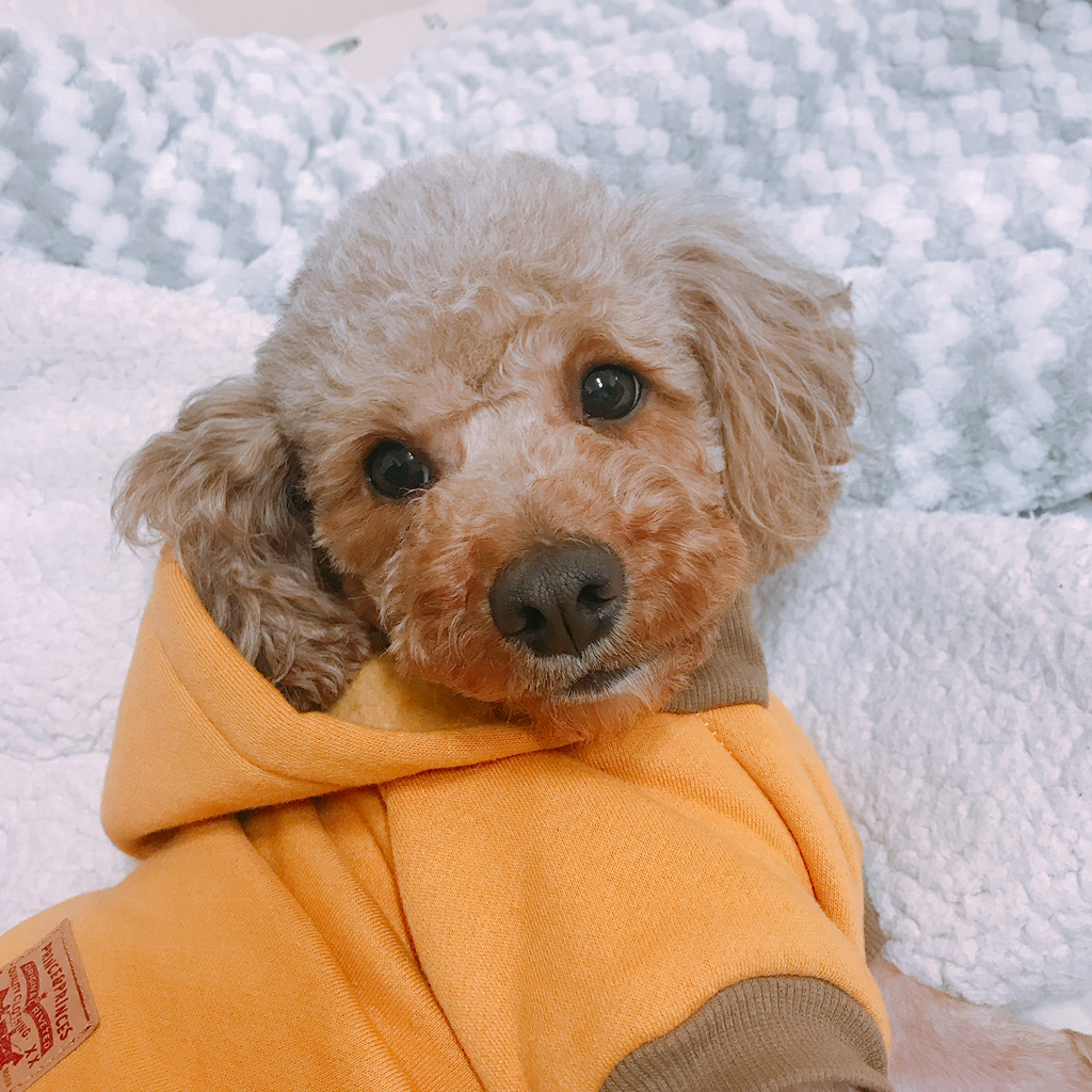대박 우리집 강아지 반려견순찰대 시험 만점받았나바 대표로 상받으래 ;;; | 인스티즈
