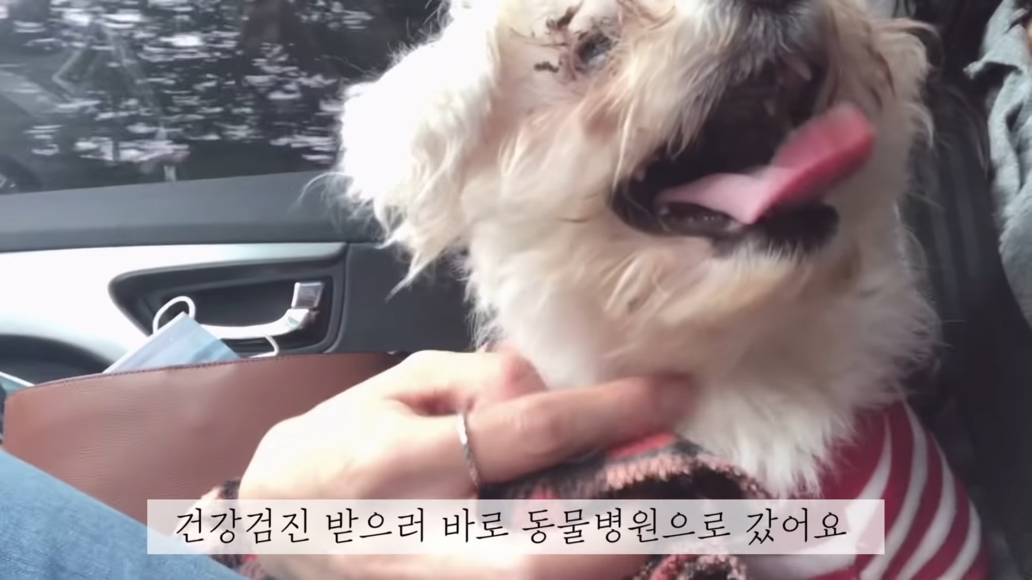 "공고번호 411번" 강아지가 입양되기 전 후 모습.jpgif | 인스티즈