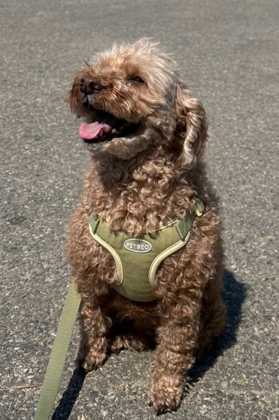 대박 우리집 강아지 반려견순찰대 시험 만점받았나바 대표로 상받으래 ;;; | 인스티즈