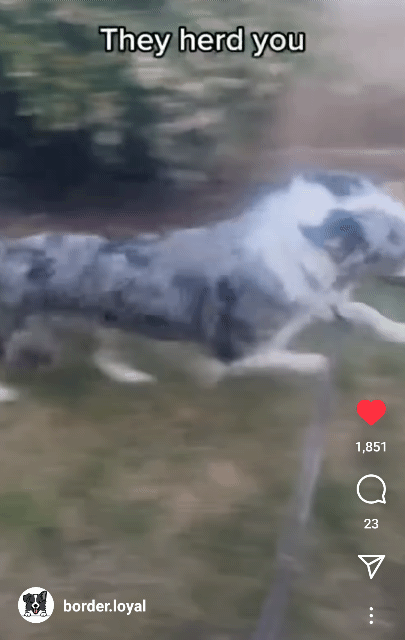 보더콜리는 활동량만이 문제가 아님 | 인스티즈