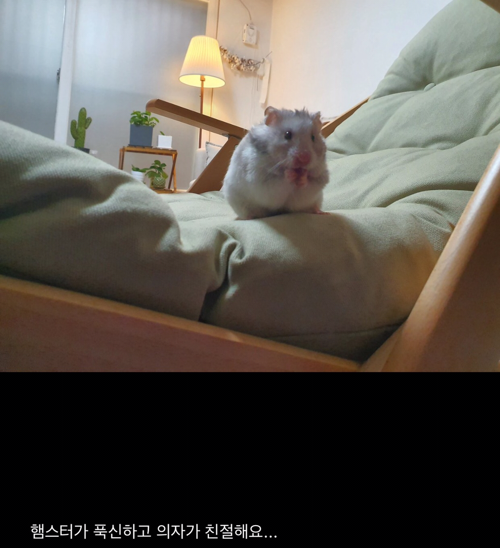 오늘의 집 웃긴 리뷰 모음 | 인스티즈