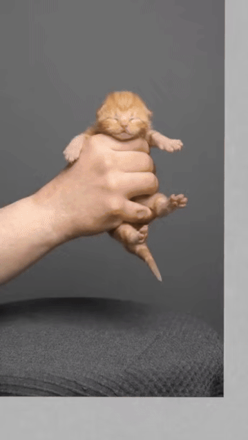 고양이 성장과정을 사진으로 남김 | 인스티즈