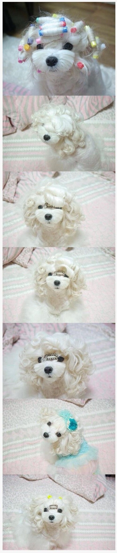 수수깡으로 파마한 강아지.jpg | 인스티즈