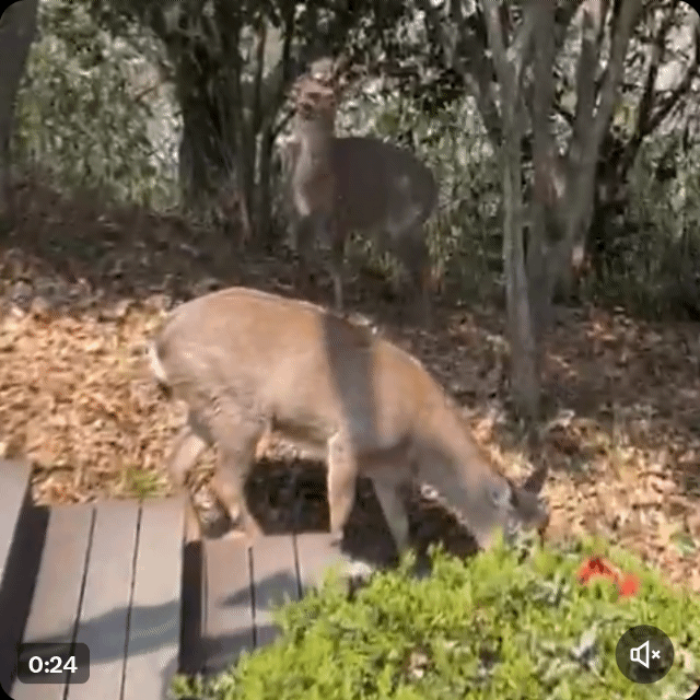 거의 사슴의 지상낙원 됐다는 전남 순천시.jpg | 인스티즈