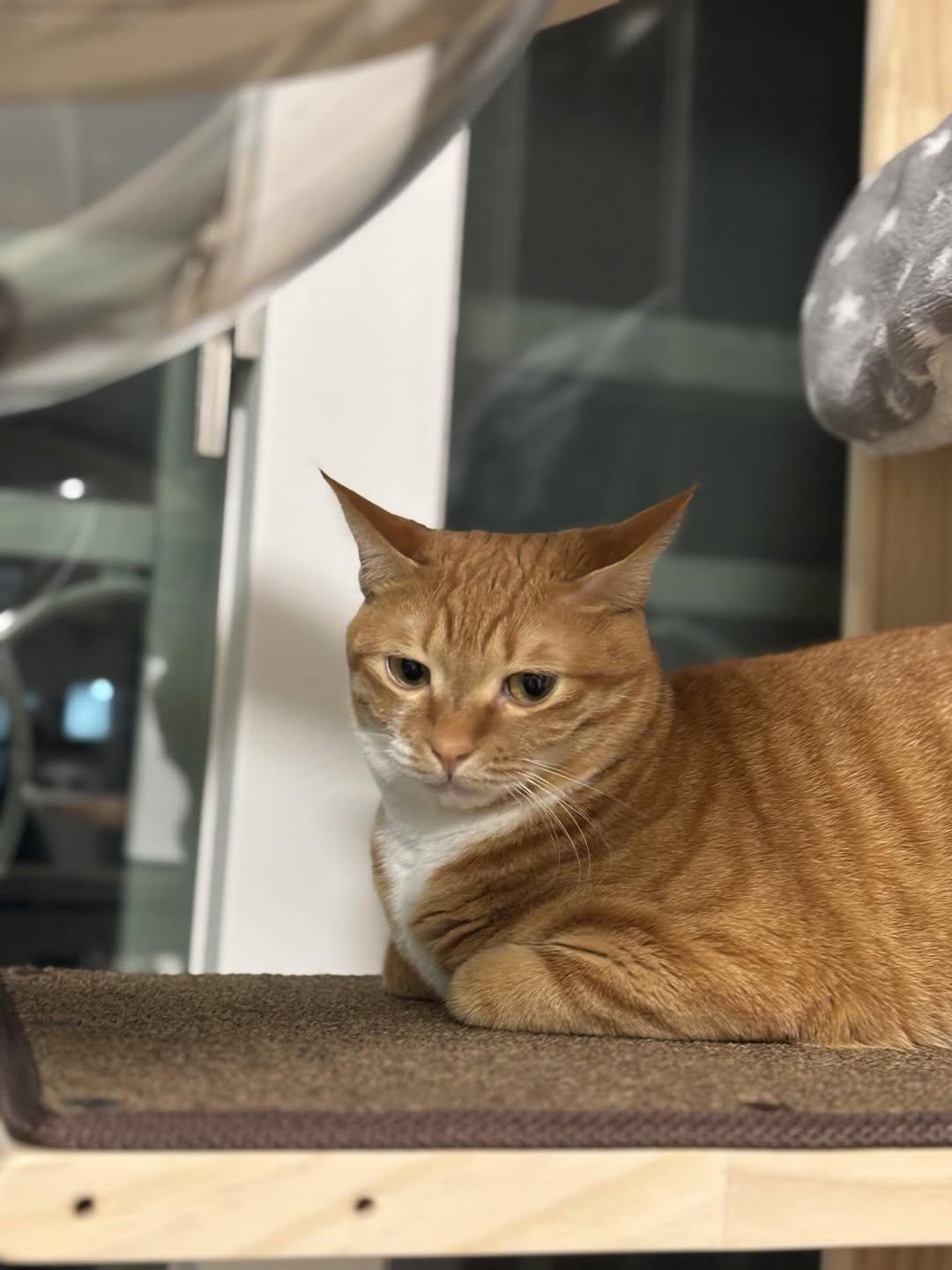 애착 캣타워를 잃었다가 다시 찾은 냥이 | 인스티즈