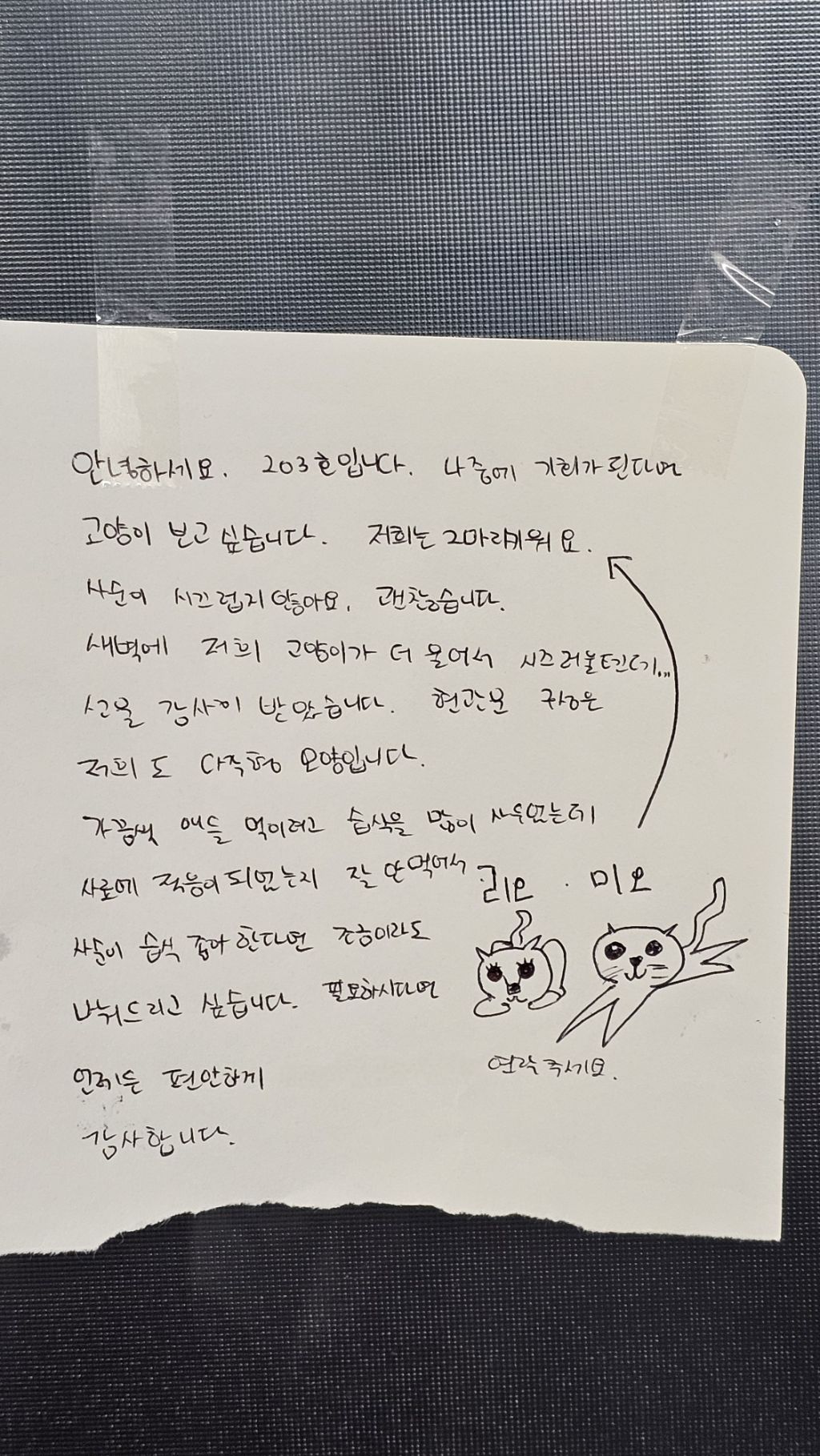 성묘 길냥이 입양했는데 아직 적응 못해서 새벽마다 진짜 시끄럽거든? | 인스티즈