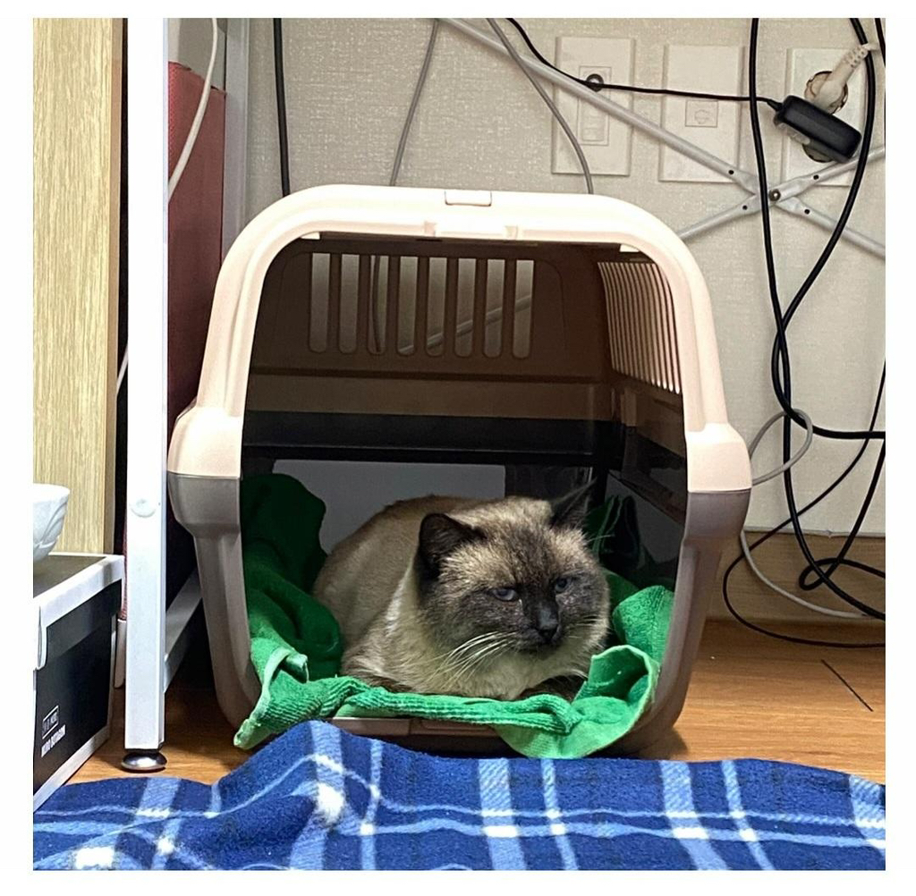 집냥이가 된 어느 길냥이 이야기 | 인스티즈