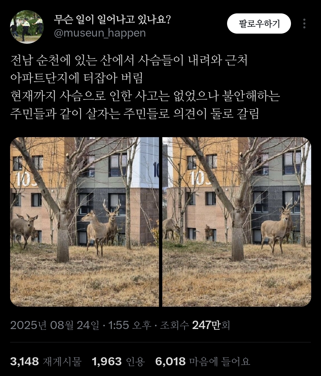 거의 사슴의 지상낙원 됐다는 전남 순천시.jpg | 인스티즈