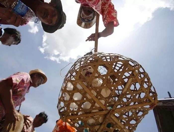 기우제에 '고양이' 쓰던 태국, 동물 학대 문제에 '도라에몽' 제물로 | 인스티즈