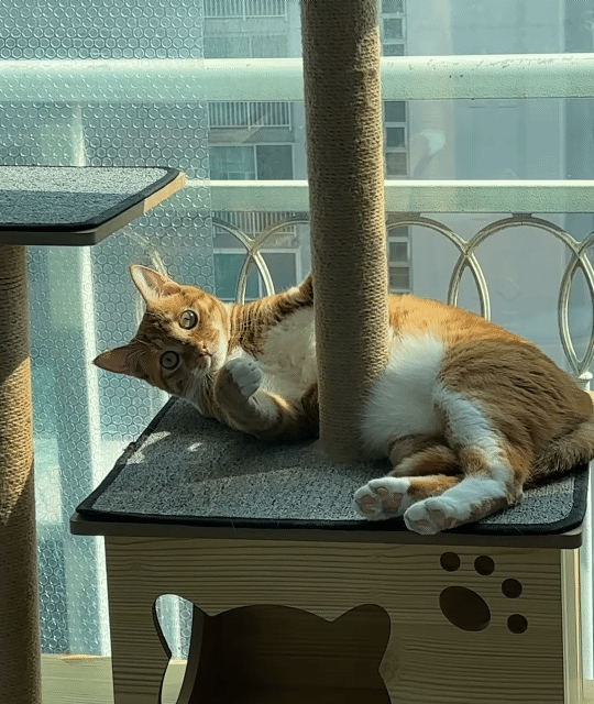 애착 캣타워를 잃었다가 다시 찾은 냥이 | 인스티즈