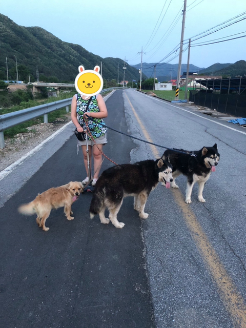 보행장애 대형견과의 마지막 1년 | 인스티즈