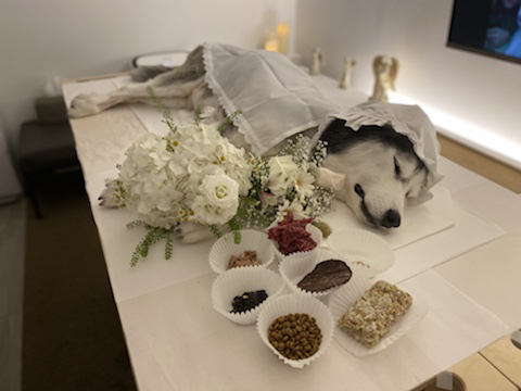 보행장애 대형견과의 마지막 1년 | 인스티즈