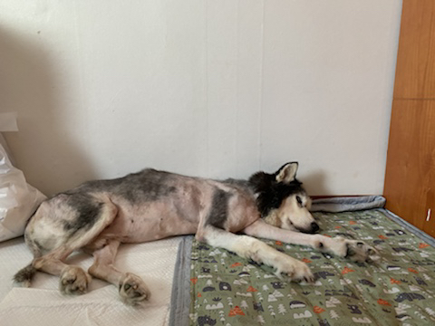 보행장애 대형견과의 마지막 1년 | 인스티즈