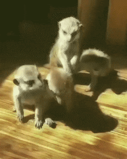 아직 잘 못서있는 애기 미어캣.gif | 인스티즈