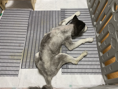 보행장애 대형견과의 마지막 1년 | 인스티즈