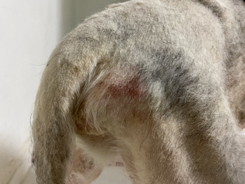 보행장애 대형견과의 마지막 1년 | 인스티즈