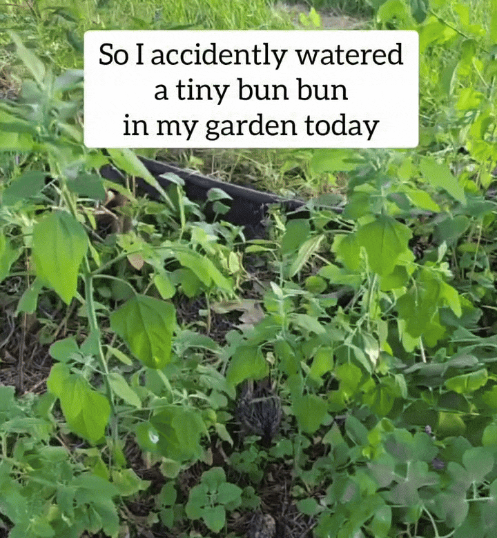 정원에 물 주다가 아기토끼를 화나게 함🐰 | 인스티즈