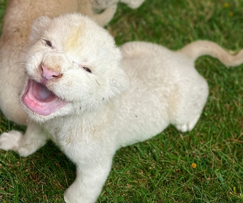 7년 만에 지하사육장 탈출한 백사자 부부, 3남매 무사 출산 | 인스티즈