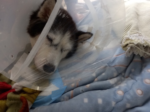 보행장애 대형견과의 마지막 1년 | 인스티즈