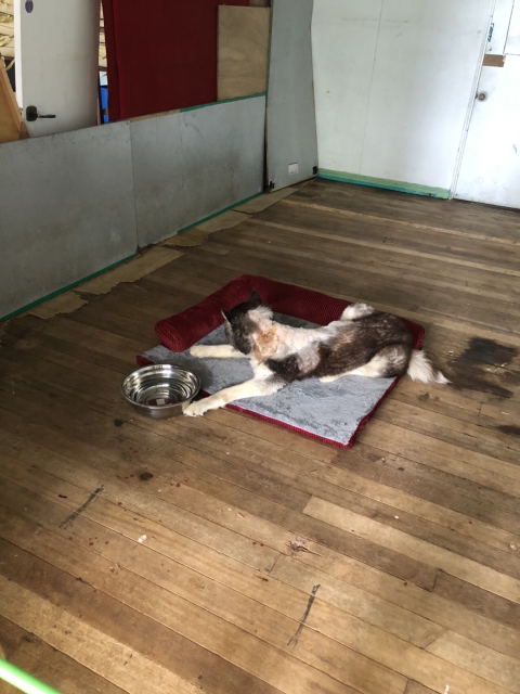 보행장애 대형견과의 마지막 1년 | 인스티즈