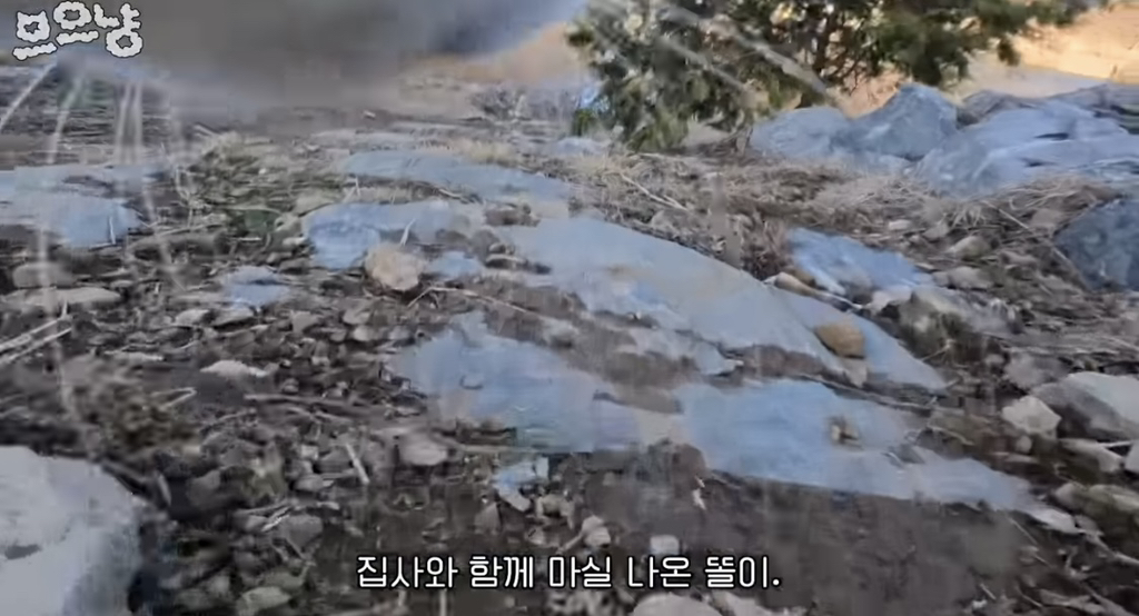 흙 덮다 집사 놓친 고양이 | 인스티즈