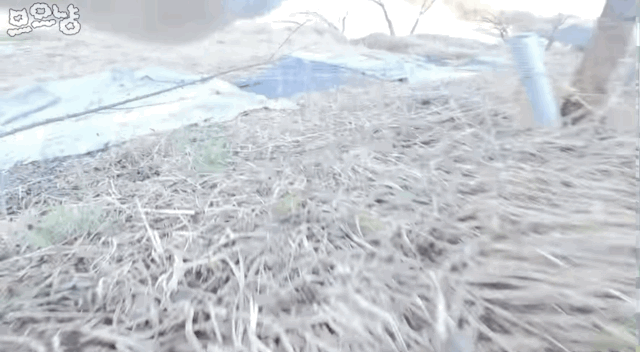 흙 덮다 집사 놓친 고양이 | 인스티즈