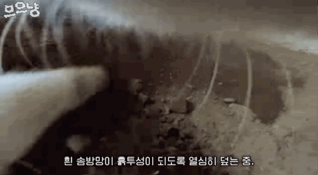 흙 덮다 집사 놓친 고양이 | 인스티즈