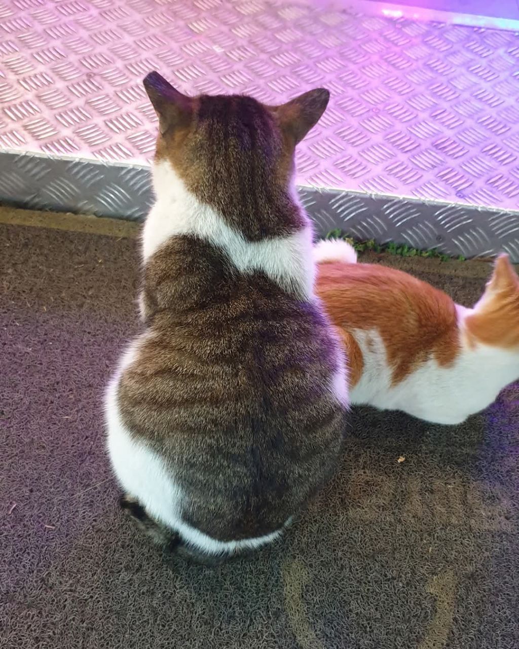 길고양이 보살펴주니까 눌러 앉음 | 인스티즈