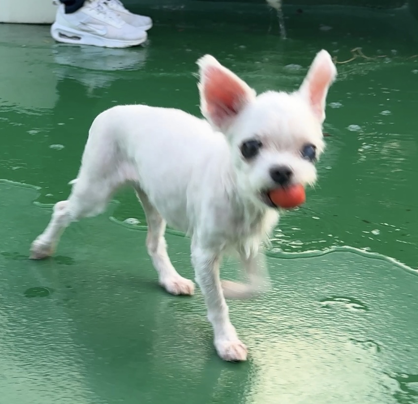 우리집 옥상정원에 토마토가 자꾸 사라지는거야 결국 도둑 잡음;; | 인스티즈