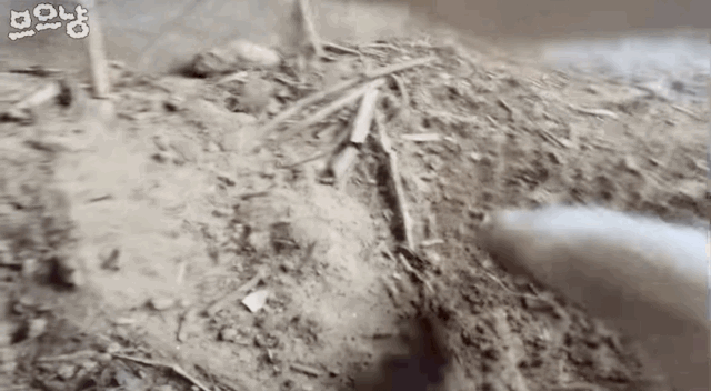 흙 덮다 집사 놓친 고양이 | 인스티즈