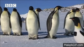 펭귄들의 자연스러운 생태를 관찰하기 위한 인간들의 노력.jpgif | 인스티즈