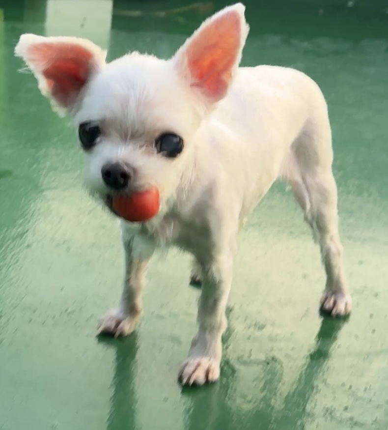 우리집 옥상정원에 토마토가 자꾸 사라지는거야 결국 도둑 잡음;; | 인스티즈