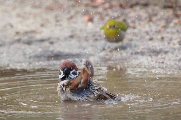 한겨울 참새가 목욕하는거 본 동박새 | 인스티즈