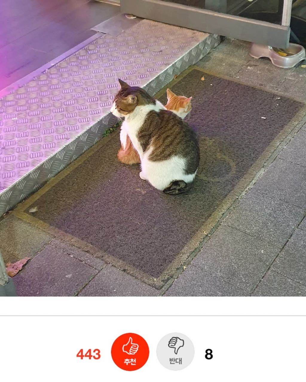 길고양이 보살펴주니까 눌러 앉음 | 인스티즈