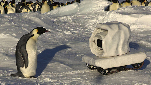 펭귄들의 자연스러운 생태를 관찰하기 위한 인간들의 노력.jpgif | 인스티즈
