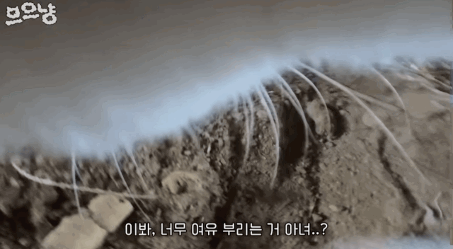 흙 덮다 집사 놓친 고양이 | 인스티즈