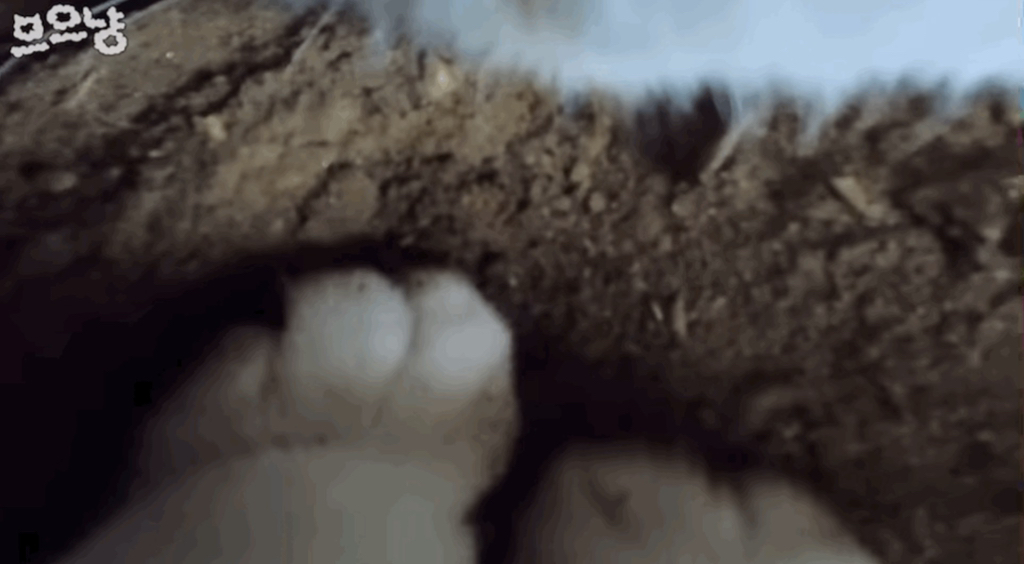 흙 덮다 집사 놓친 고양이 | 인스티즈