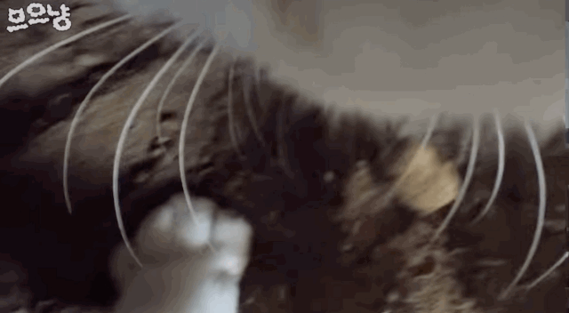 흙 덮다 집사 놓친 고양이 | 인스티즈