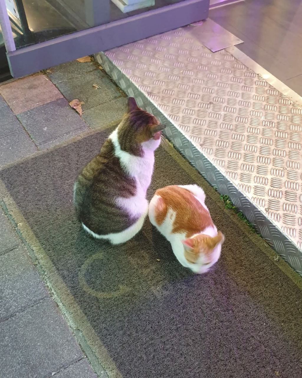 길고양이 보살펴주니까 눌러 앉음 | 인스티즈