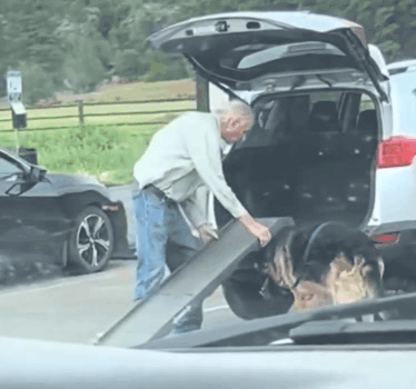 주인과 함께 늙어가는 강아지 | 인스티즈