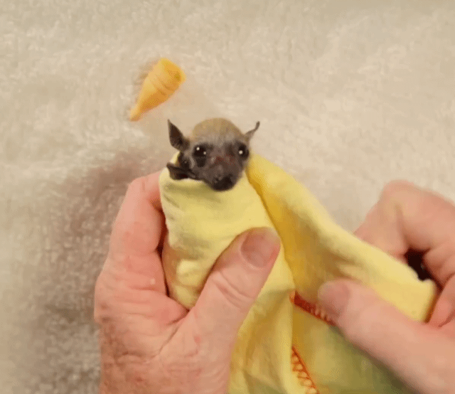 너무 너무 귀여운 아기박쥐 부리또 만들기 | 인스티즈