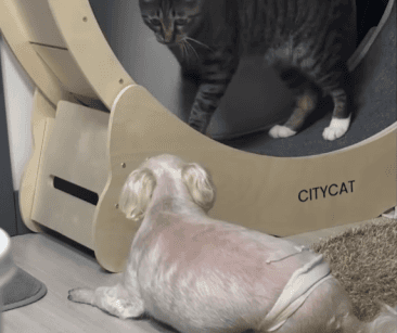 집중하라옹 | 인스티즈