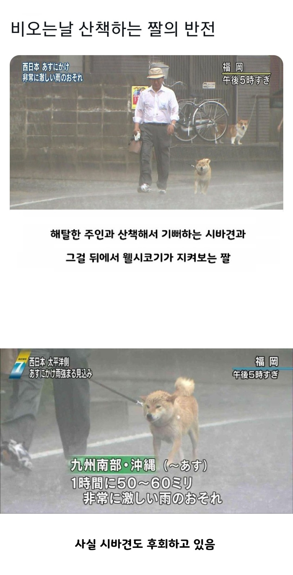 비오는 날 산책하는 짤의 반전 | 인스티즈