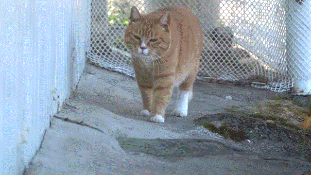 더 뚱쭝해지고 짧뚱해진 거 같지만 그대로인 매탈남네 누리.gif | 인스티즈