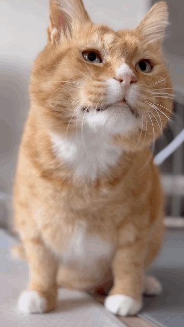 완전 2등신 | 인스티즈