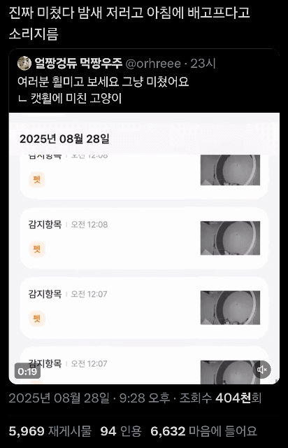 밤새도록 캣휠 탄 고양이.twt | 인스티즈