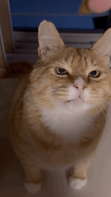 완전 2등신 | 인스티즈