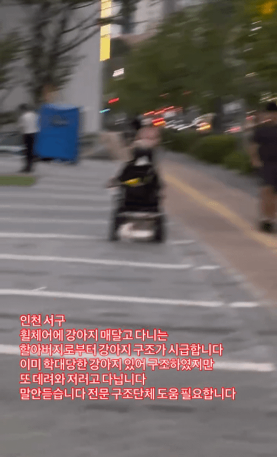 (동물학대 주의) 하 ⋯ 이 인간은 또 왜 이럴까 | 인스티즈