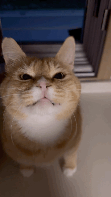 완전 2등신 | 인스티즈