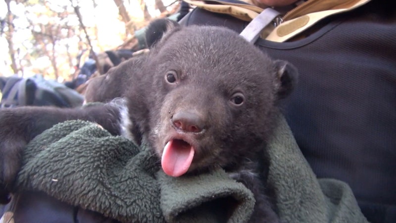지리산 곰 83% 이젠 '야생'…"서식지 확대해야" | 인스티즈